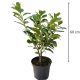 50-60cm Babérmeggy Novita (Prunus Laurocerasus Novita)