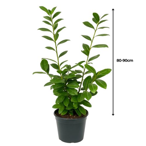 80-90cm Babérmeggy Novita (Prunus Laurocerasus Novita) 2L