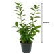 80-90cm Babérmeggy Novita (Prunus Laurocerasus Novita) 2L
