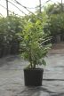 50-60cm Babérmeggy Novita (Prunus Laurocerasus Novita) 5L