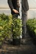 50-60cm Babérmeggy Novita (Prunus Laurocerasus Novita) 5L
