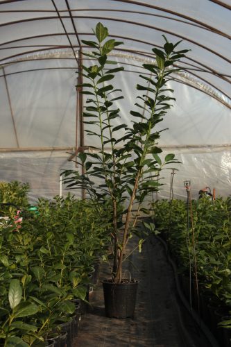 160-180cm Babérmeggy Novita (Prunus Laurocerasus Novita)