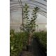 160-180cm Babérmeggy Novita (Prunus Laurocerasus Novita)