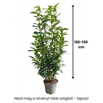   120-130cm  Babérmeggy Genolia (Prunus laurocerasus ‘Genolia)  10L konténerben