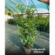 120-130cm  Babérmeggy Genolia (Prunus laurocerasus ‘Genolia)  10L konténerben