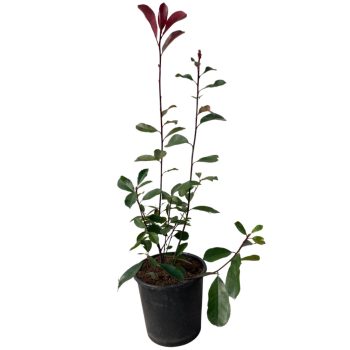 40-50cm Koralberkenye (Photinia X Fraseri Red Robin)