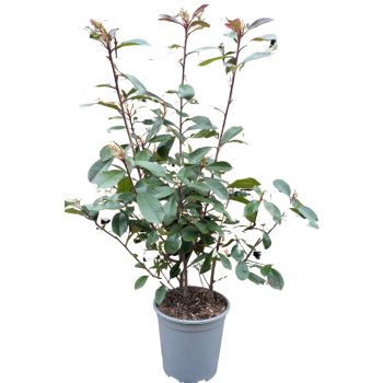   60-70cm Korallberkenye (Photinia x fraseri 'Red Robin') – 6,5 literes konténerben 