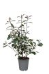 60-70cm Korallberkenye (Photinia x fraseri 'Red Robin') – 6,5 literes konténerben 