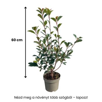   60cm Koralberkenye (Photinia x fraseri 'Carre Rouge'), 3,5L konténerben
