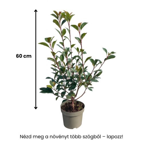 60cm Koralberkenye (Photinia x fraseri 'Carre Rouge'), 3,5L konténerben