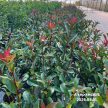 60cm Koralberkenye (Photinia x fraseri 'Carre Rouge'), 3,5L konténerben