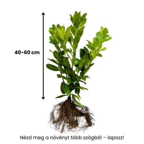 40-60cm Babérmeggy Novita (Prunus Laurocerasus Novita) szabadgyökérrel