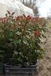 40-50cm Koralberkenye (Photinia X Fraseri Red Robin)
