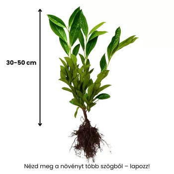   30-50cm Elly Babérmeggy (Prunus Laurocerasus "ELLY") szabadgyökérrel