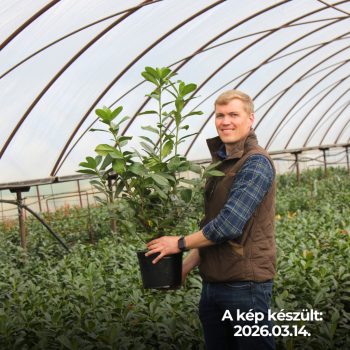   50-70cm Babérmeggy Novita K5 (Prunus Laurocerasus Novita) (5L konténerben)