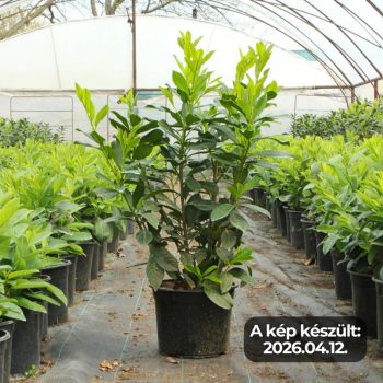   50-70cm Babérmeggy Novita K5 (Prunus Laurocerasus Novita) (5L konténerben)