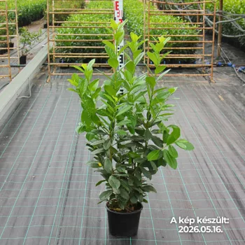   90-110cm Babérmeggy Novita K5 (Prunus Laurocerasus Novita) (5L konténerben)