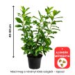 40-60cm Babérmeggy Novita K5 (Prunus Laurocerasus Novita) (5L konténerben)