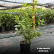 40-60cm Babérmeggy Novita K5 (Prunus Laurocerasus Novita) (5L konténerben)