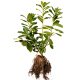 40-60cm Babérmeggy Novita (Prunus Laurocerasus Novita) szabadgyökérrel