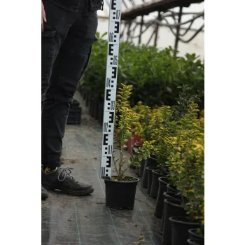   20-40 cm Aranytarka fagyal (Ligustrum ovalifolium 'Aureum)