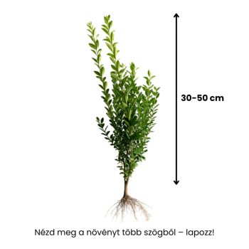   30-50cm Fagyal (Ligustrum ovalifolium), 2 éves, szabad gyökérrel