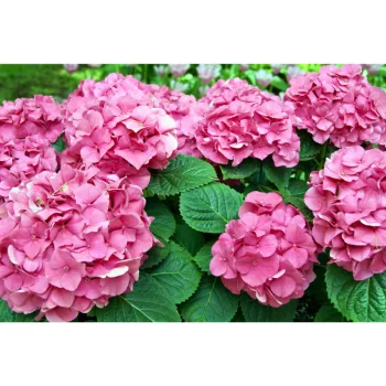   Hydrangea paniculata Pink Diamond (Rózsaszín) - 5L konténerben