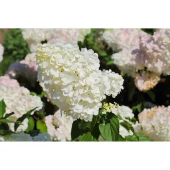 Hydrangea Paniculata Phantom (fehér) - 5L konténerben