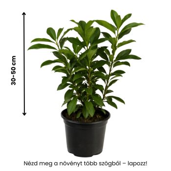   30-50cm Genólia Babérmeggy K3 (PRUNUS LAUROCERASUS ‘GENOLIA’),(3L konténerben)