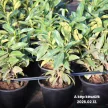 50-70cm Genólia Babérmeggy K3 (PRUNUS LAUROCERASUS ‘GENOLIA’),(3L konténerben)