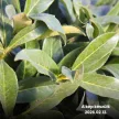 50-70cm Genólia Babérmeggy K3 (PRUNUS LAUROCERASUS ‘GENOLIA’),(3L konténerben)