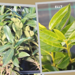 Genólia vagy Elly babérmeggy? – Melyik sövény való az Ön kertjébe?