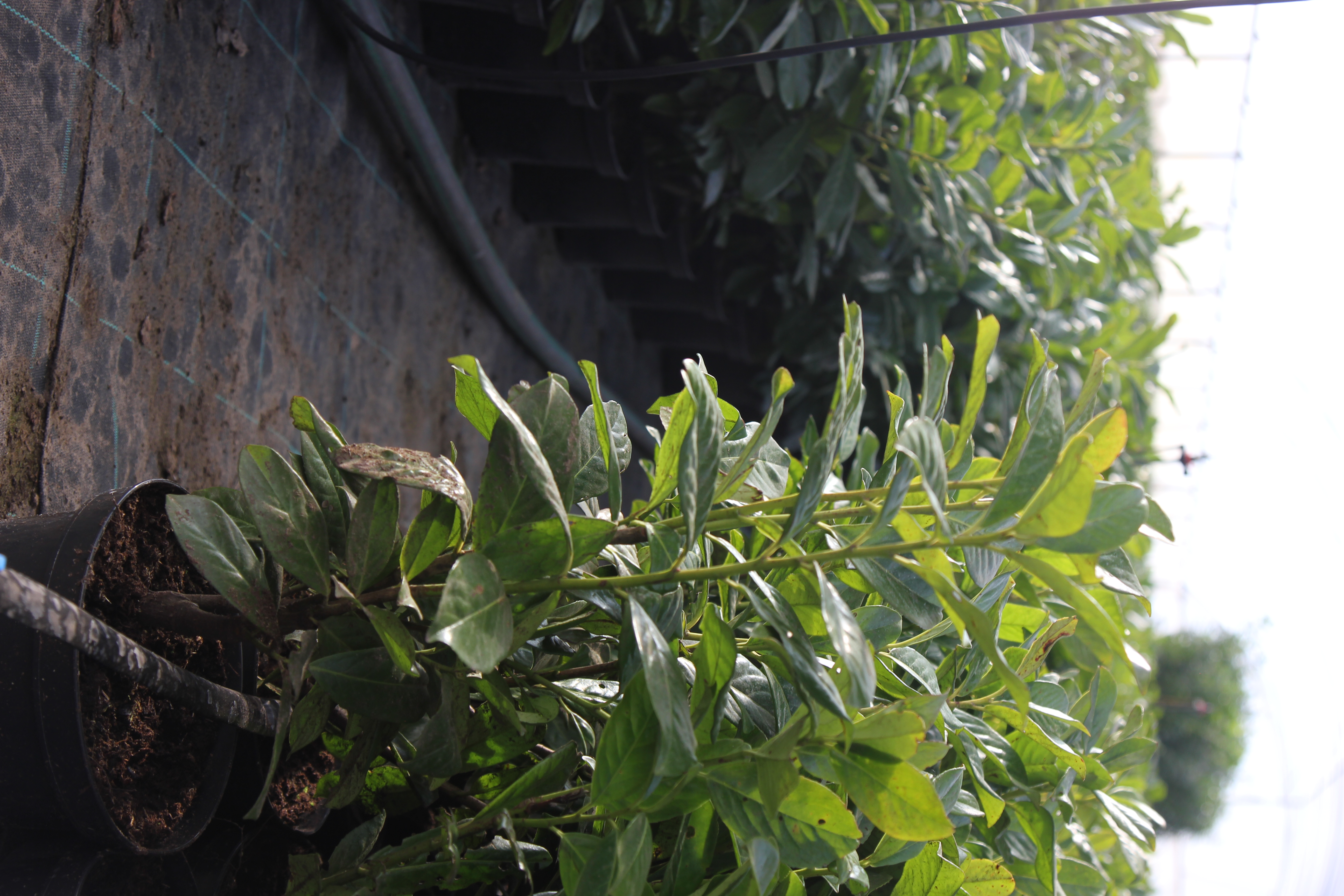 Mikor érdemes babérmeggyet ültetni? – Teljes útmutató a sikeres sövényhez