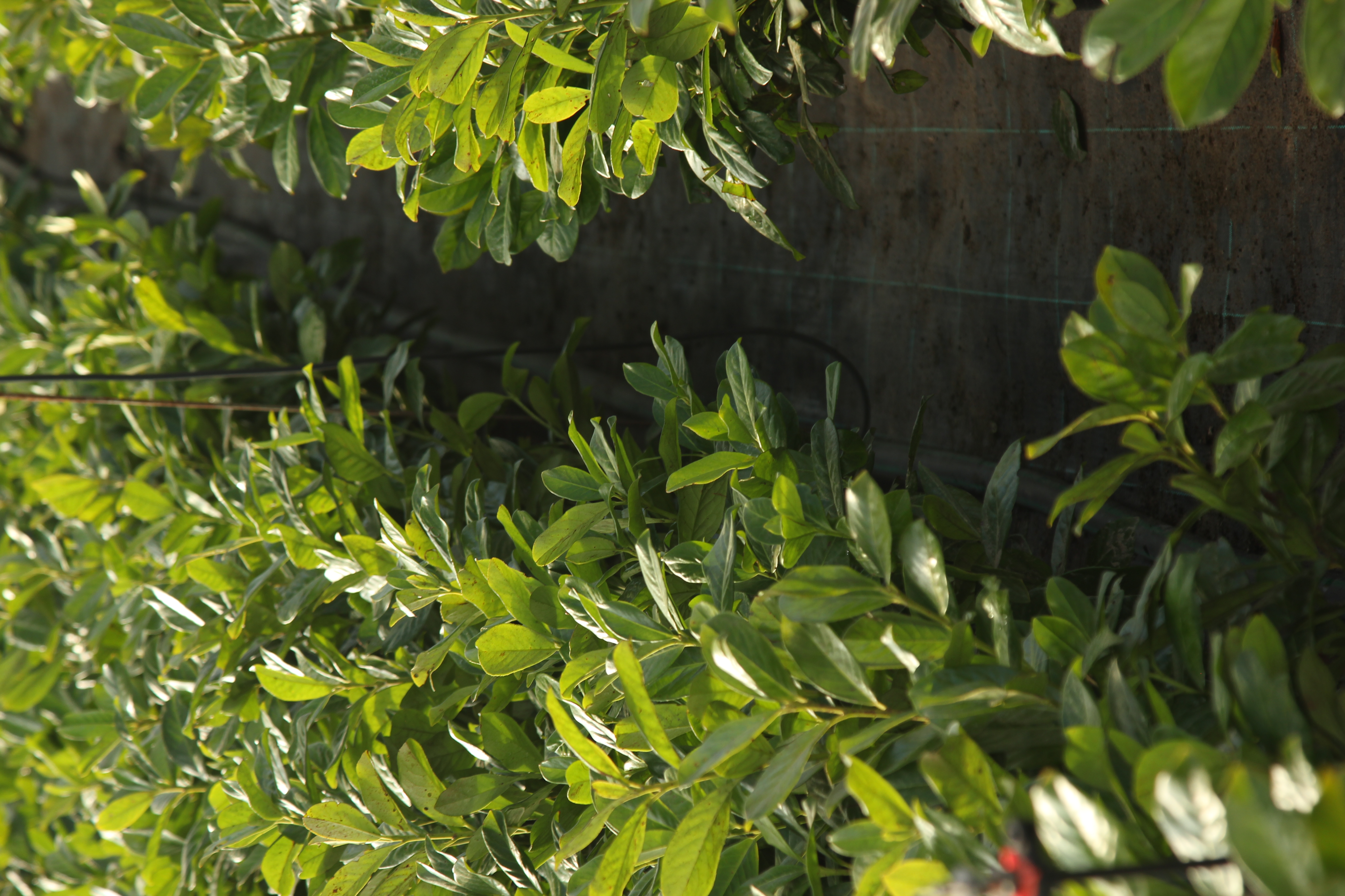 Novita babérmeggy – teljes útmutató (Prunus laurocerasus Novita)